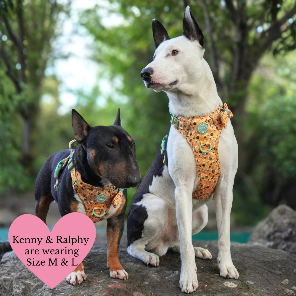 Trail & Glow Dog Harness Bundle Set - Colour Drops - Wanna-Bee: S / S