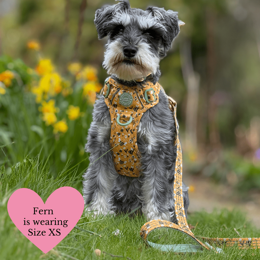 Trail & Glow Dog Harness Bundle Set - Colour Drops - Wanna-Bee: L / L