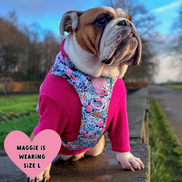 Floral Dog Harness - Colour Drops - Spring Dreams: L
