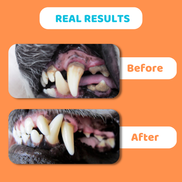 Dog Toothpaste and Toothbrush Set