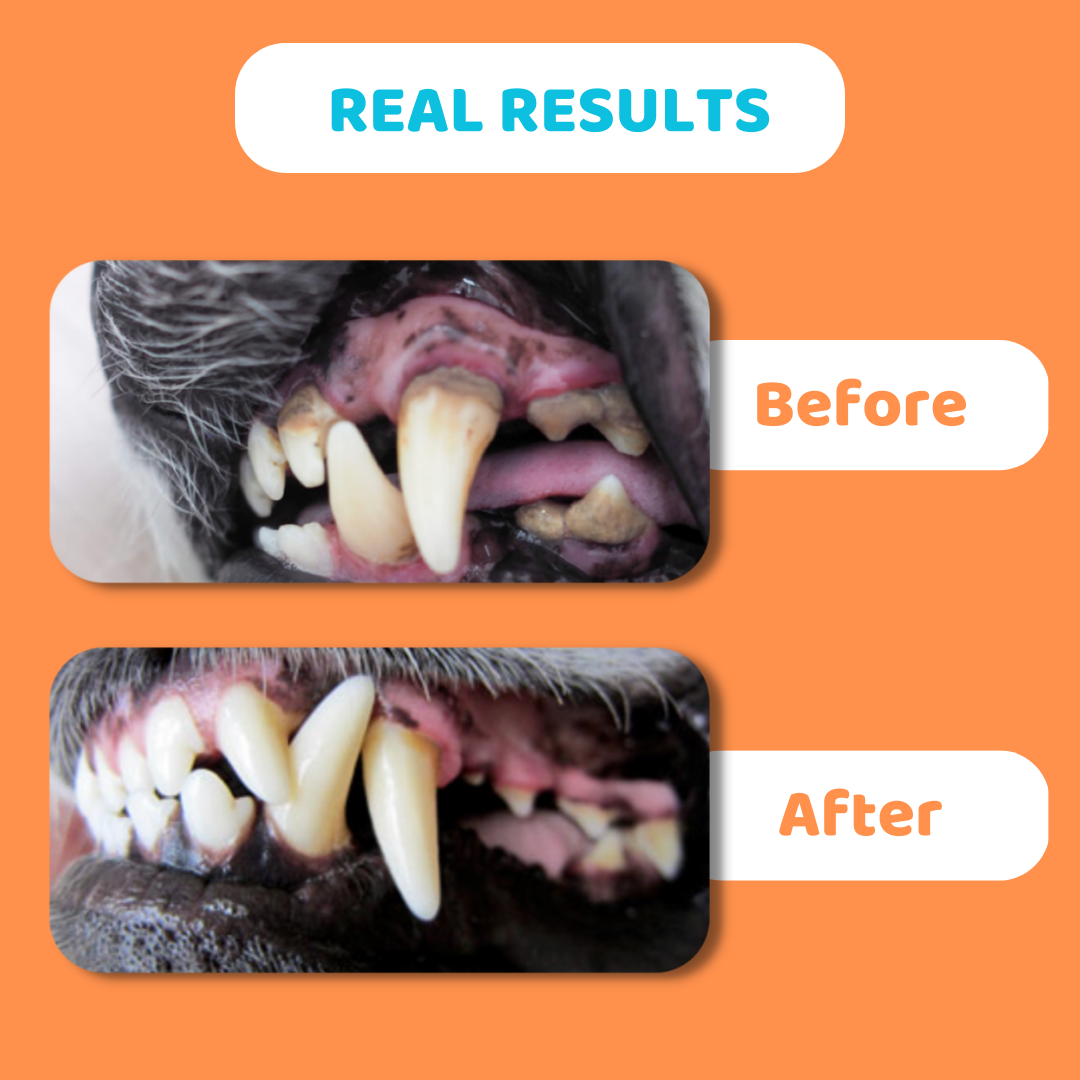 Dog Toothpaste and Toothbrush Set