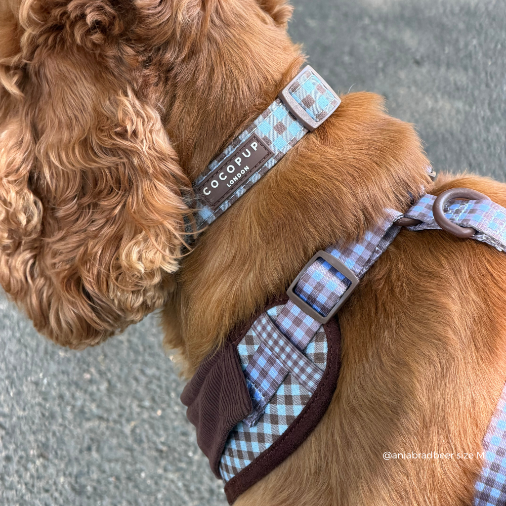 Chelsea Check COLLAR: L