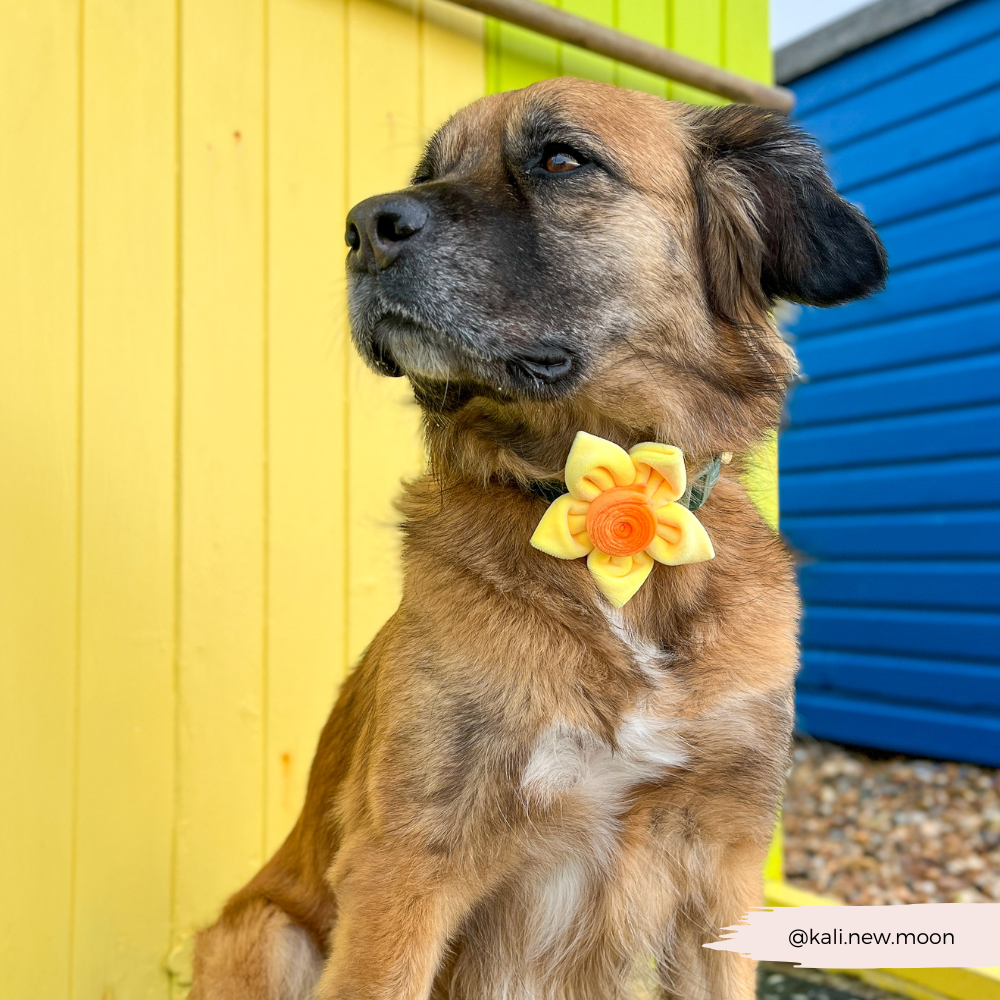 Spring Daffodil Collar Flower