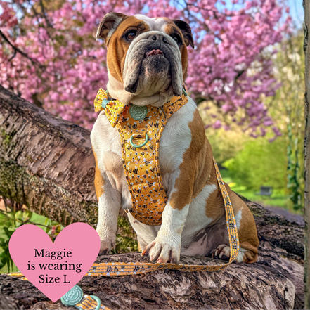 Trail & Glow Dog Harness Bundle Set - Colour Drops - Wanna-Bee: S / S