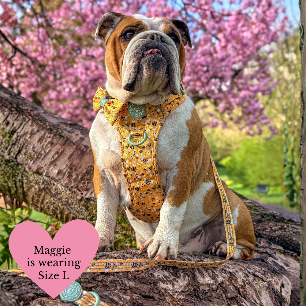 Trail & Glow Dog Harness Bundle Set - Colour Drops - Wanna-Bee: L / L