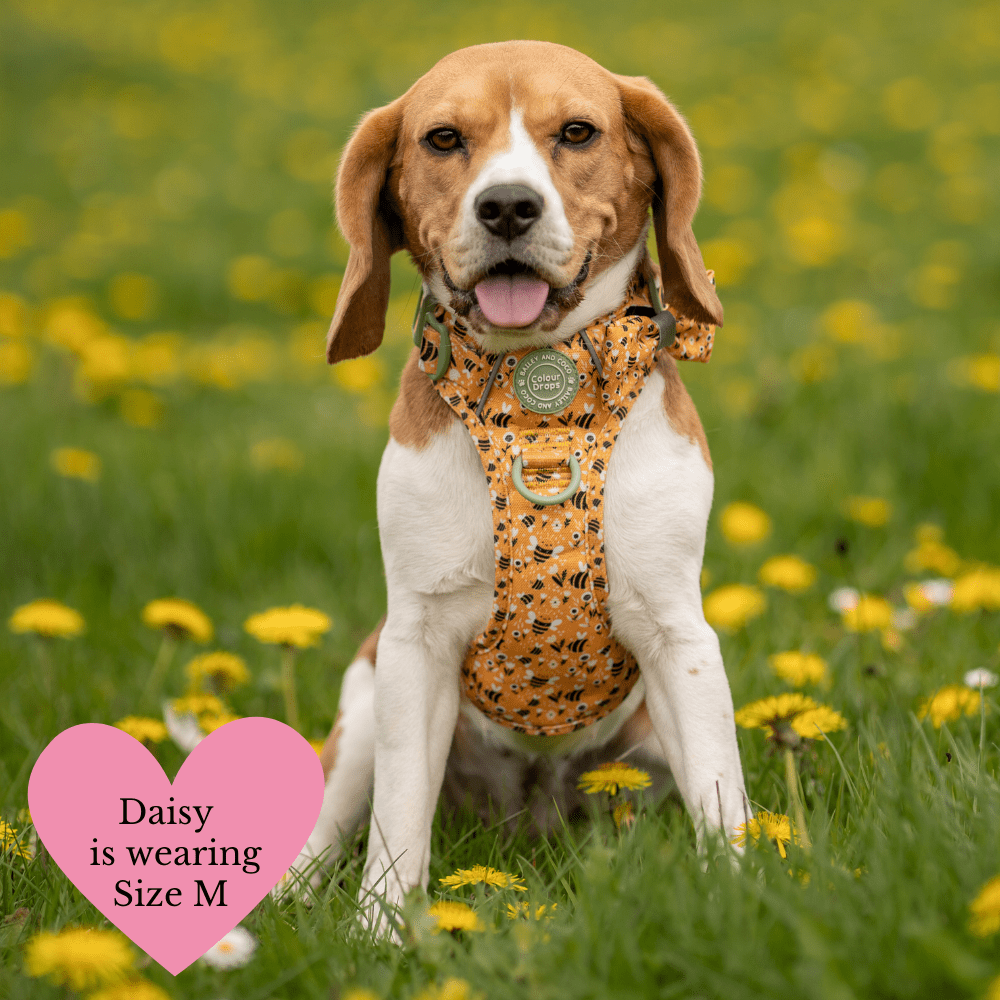 Trail & Glow Dog Harness Bundle Set - Colour Drops - Wanna-Bee: S / S