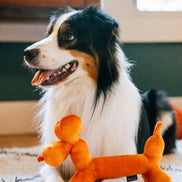 Party Animal - Balloon Dog Buddy