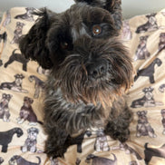 Schnauzer Dog Blanket