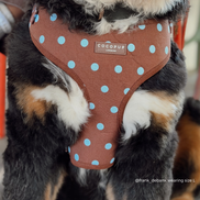 Biscotti Blue Adjustable Neck HARNESS: S