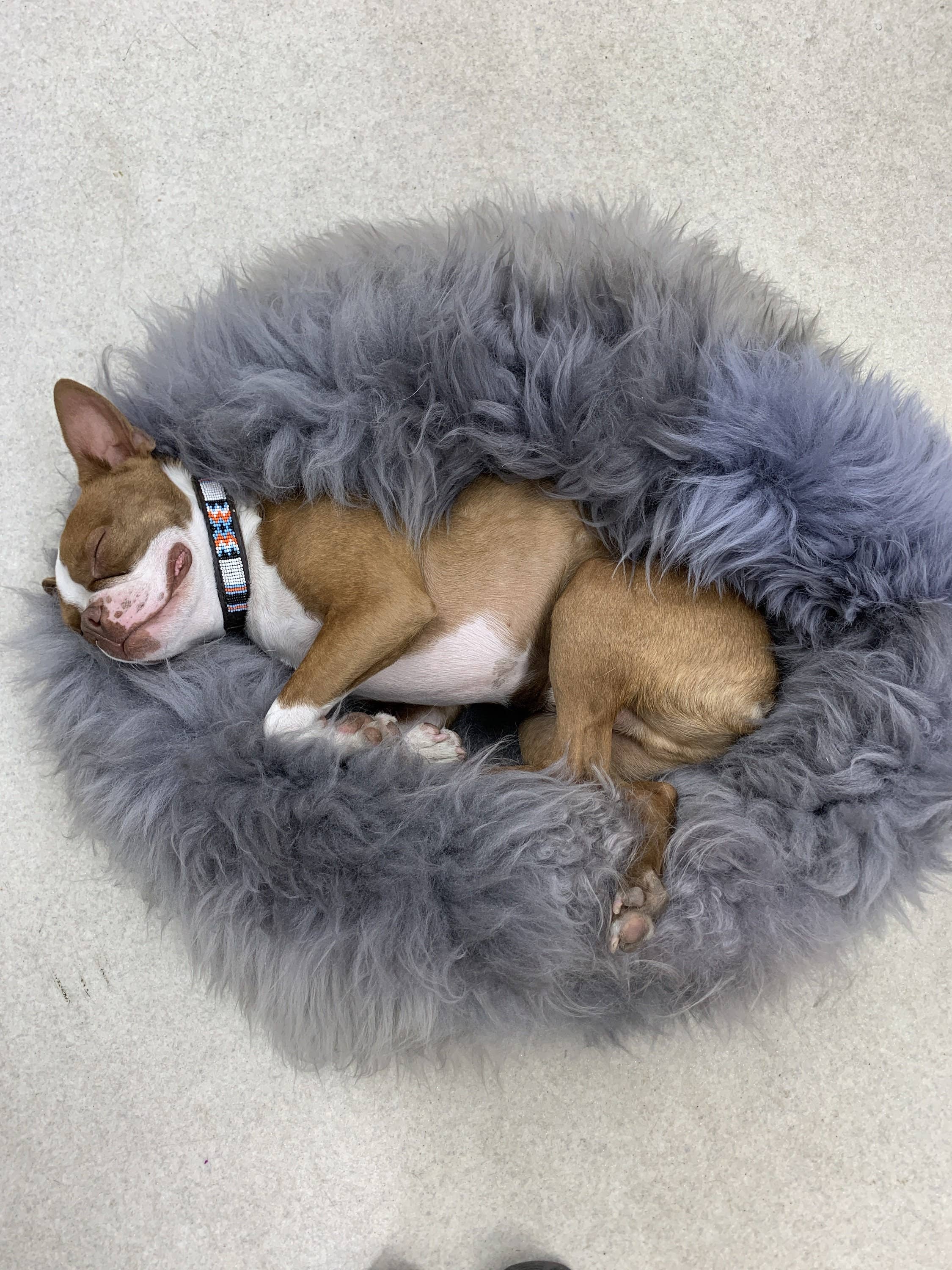 Grey Sheepskin Pet Bed: 40cm