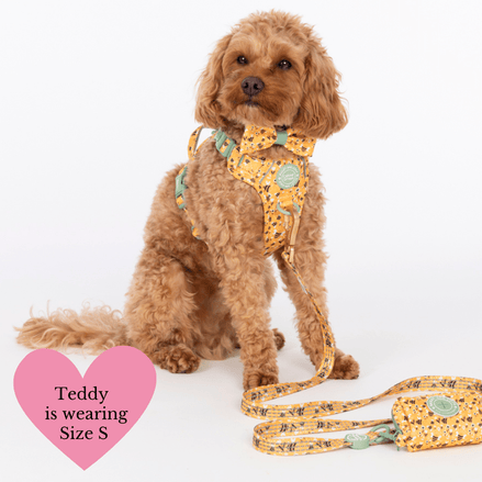 Trail & Glow Dog Harness Bundle Set - Colour Drops - Wanna-Bee: XS / XS