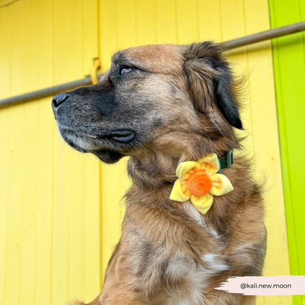 Spring Daffodil Collar Flower
