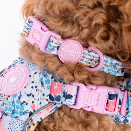 Bailey and Coco Trail & Glow Adjustable Collar - Colour Drops - Spring Dreams