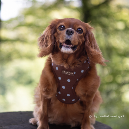 Biscotti Blue Adjustable Neck HARNESS: M