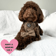 Trail & Glow Tweed Dog Harness - Oxford Tweed: M