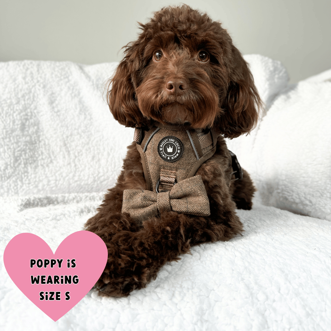 Trail & Glow Tweed Dog Harness - Oxford Tweed: M
