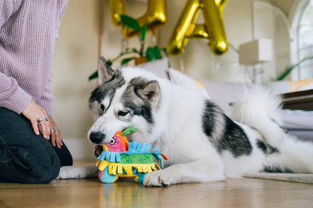 Party Animal - Fiesta Fetch Pinata