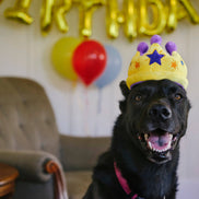 Party Time Canine Crown Plush Dog Toy