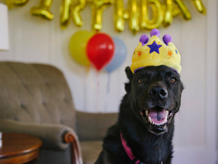 Party Time Canine Crown Plush Dog Toy