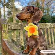 Spring Daffodil Collar Flower