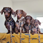 Dog Lead - Dashing Dachshunds