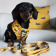Dog Lead - Dashing Dachshunds