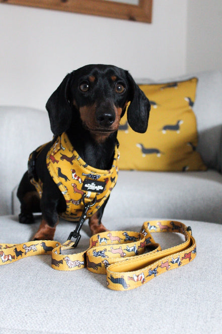 Dog Lead - Dashing Dachshunds