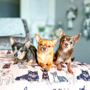 The Chihuahua Dog Blanket