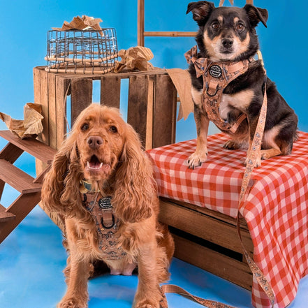 Disney© Lead - Disney Dogs: 5FT (Standard)