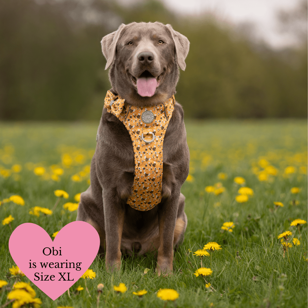 Trail & Glow Dog Harness Bundle Set - Colour Drops - Wanna-Bee: S / S