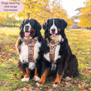 Disney© Tough Trails™ Harness - Disney Dogs: M
