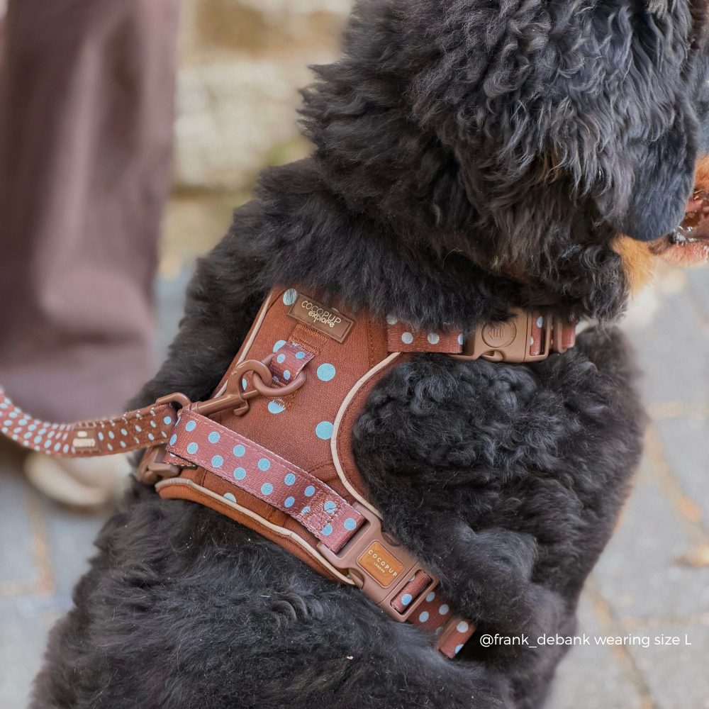 Explore Harness - Biscotti Blue: XS