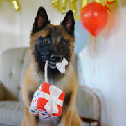 Party Time Pawfect Present Plush Dog Toy