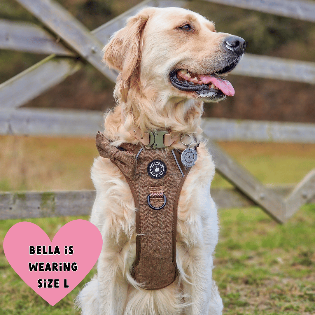 Trail & Glow Tweed Dog Harness - Oxford Tweed: M