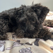 Schnauzer Dog Blanket