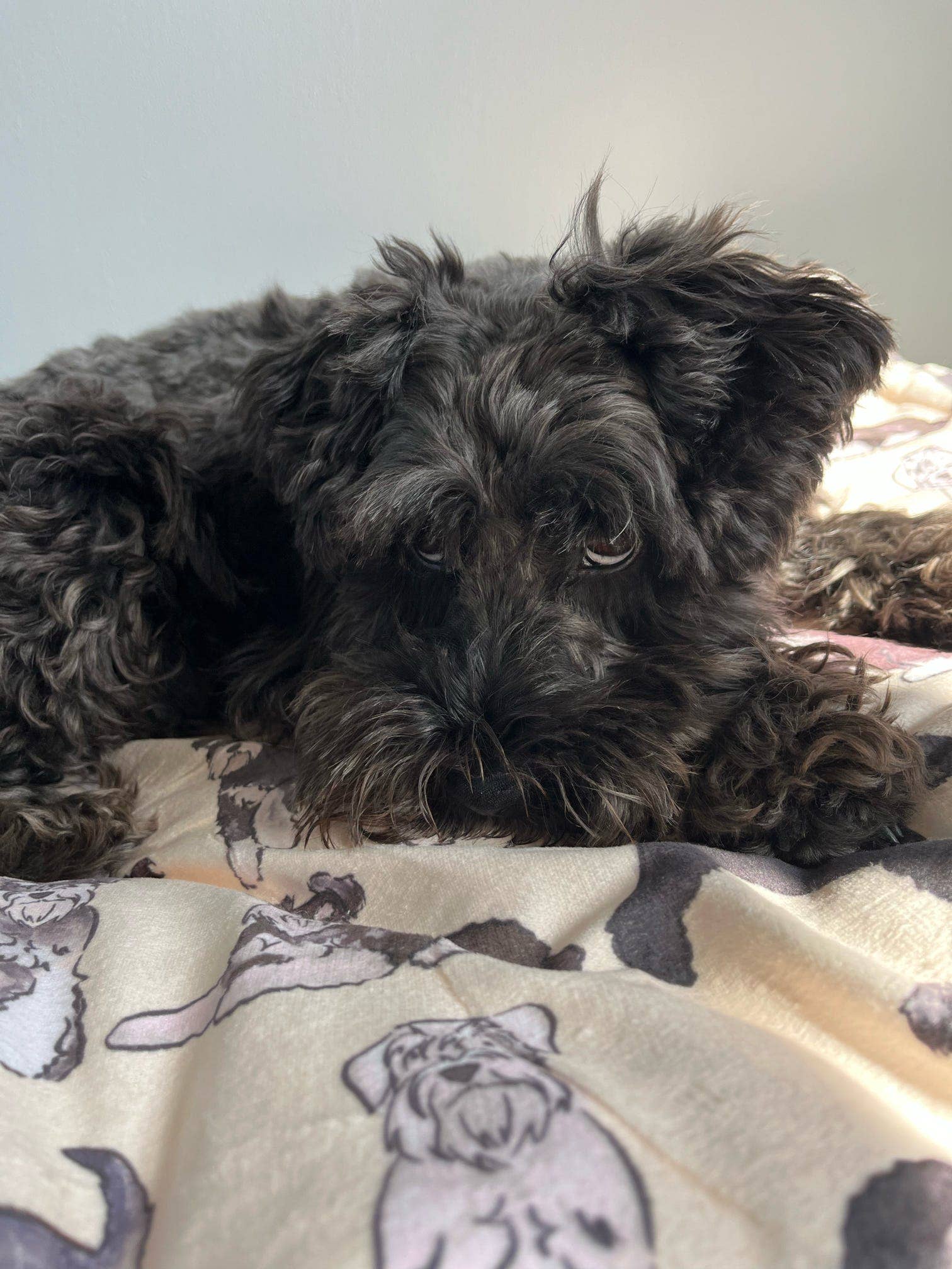 Schnauzer Dog Blanket