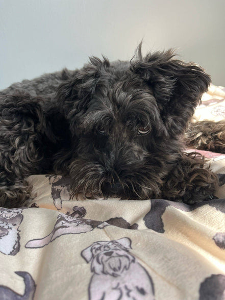 Schnauzer Dog Blanket