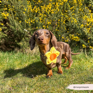 Spring Daffodil Collar Flower