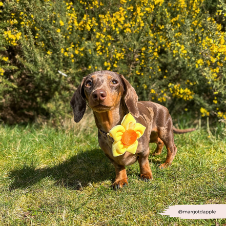 Spring Daffodil Collar Flower