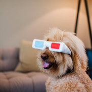 Hollywoof D3-Dog Glasses Dog Toy